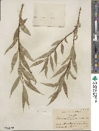 Salix lucida var. angustifolia image