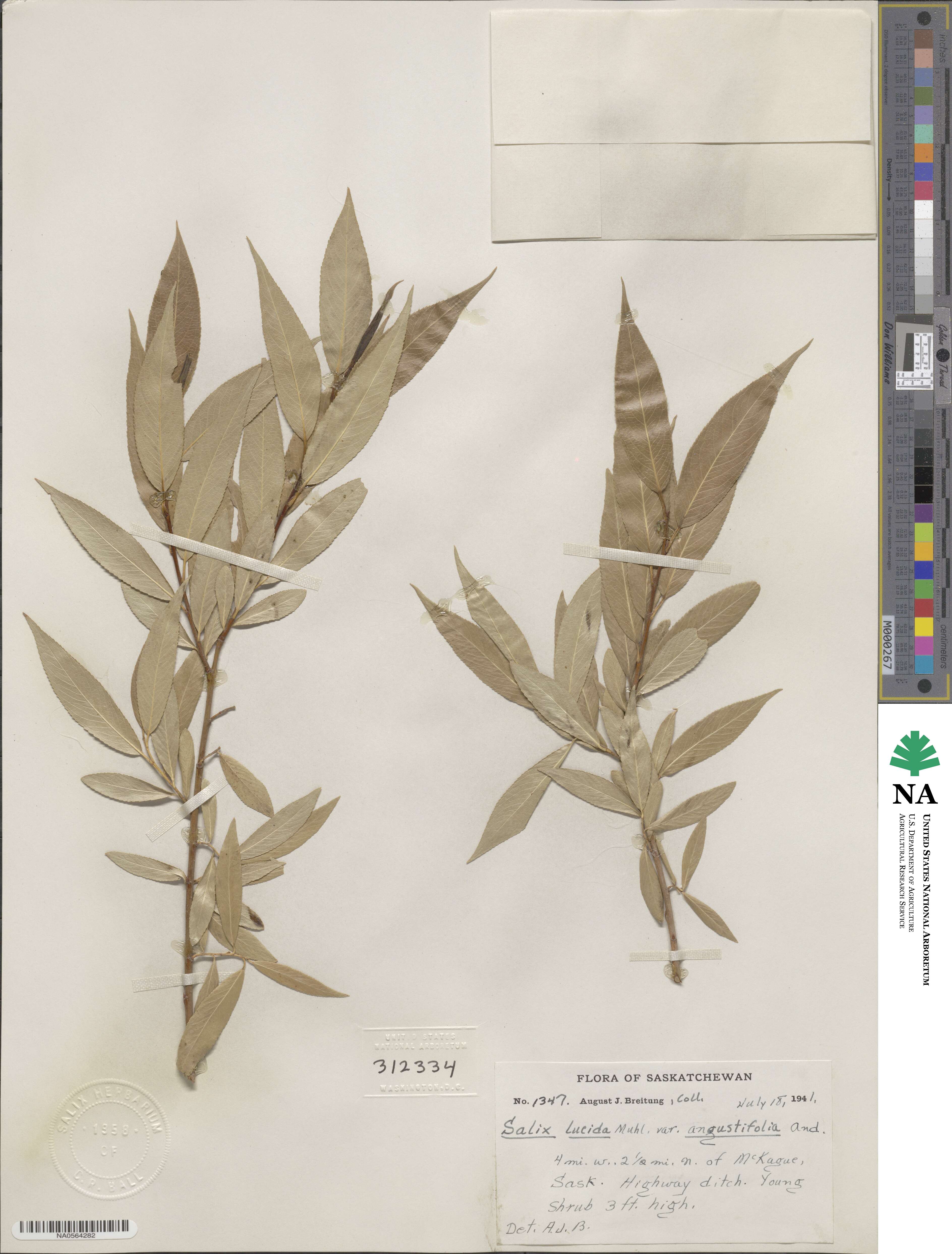 Salix lucida var. angustifolia image