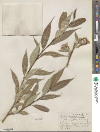 Salix lucida var. angustifolia image