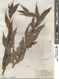 Salix lucida var. angustifolia image