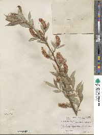 Salix lucida var. angustifolia image