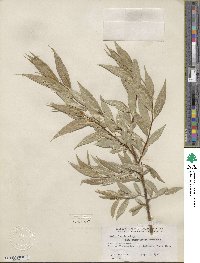 Salix lucida var. angustifolia image