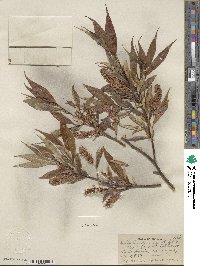 Salix lucida var. angustifolia image