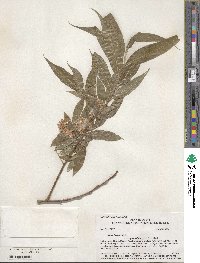 Salix lucida subsp. caudata image