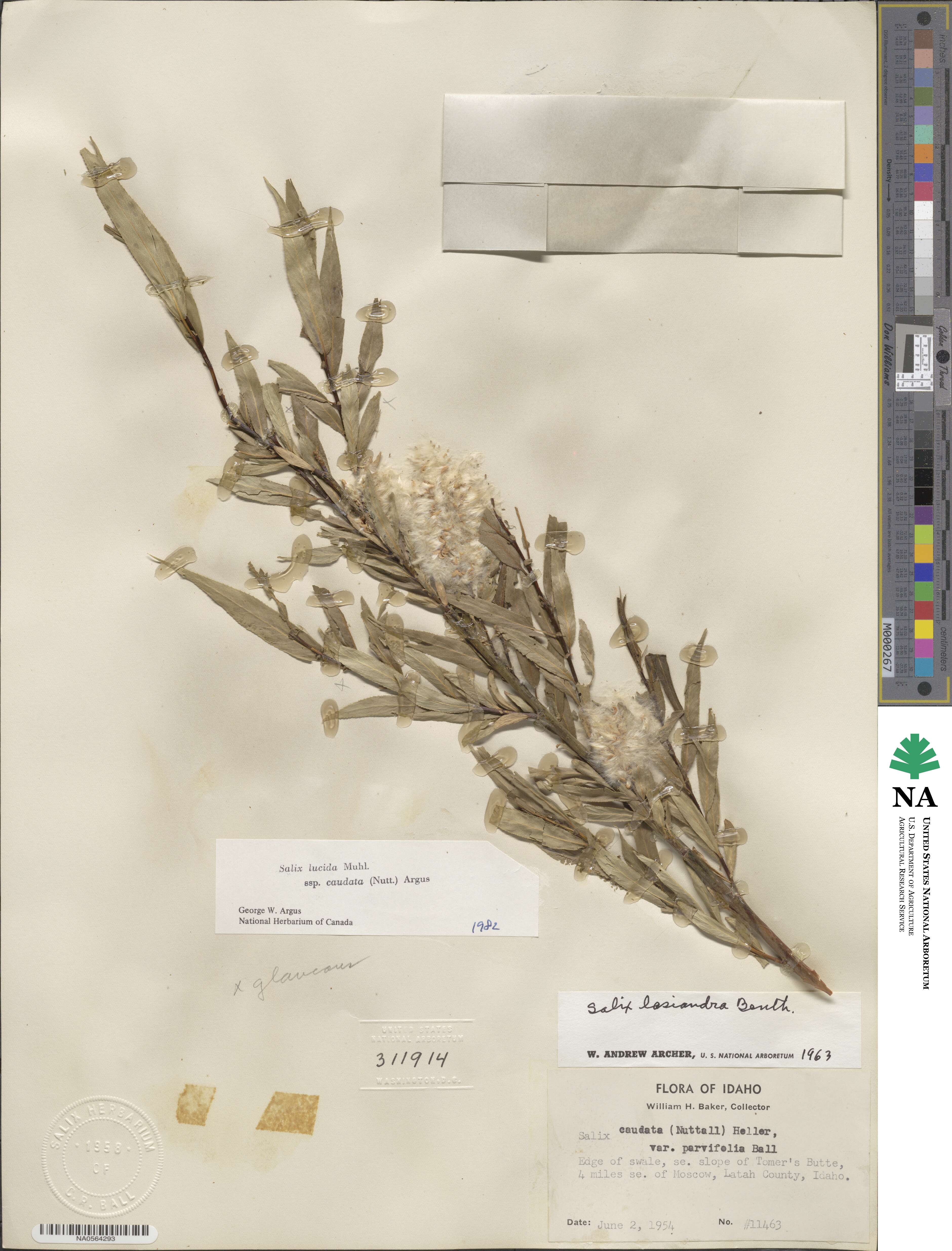 Salix lucida image