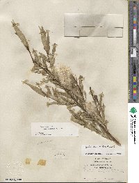 Salix lucida subsp. caudata image