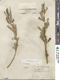 Salix lucida subsp. caudata image