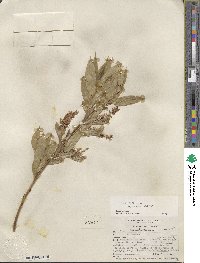 Salix lucida subsp. caudata image