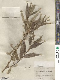 Salix lucida subsp. caudata image