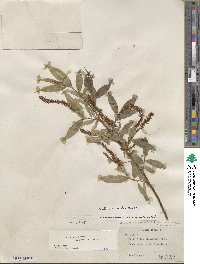 Salix lucida subsp. caudata image