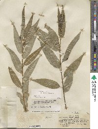 Salix lucida subsp. caudata image