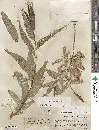 Salix lucida subsp. caudata image