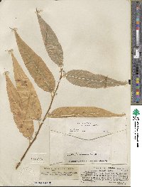 Salix lucida subsp. caudata image