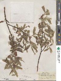 Salix lucida subsp. caudata image