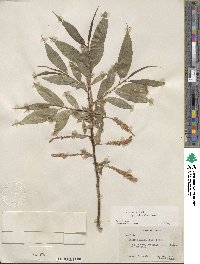 Salix lucida subsp. caudata image