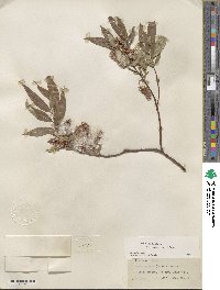 Salix lucida subsp. caudata image