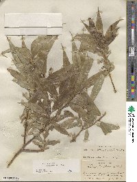 Salix lucida subsp. caudata image