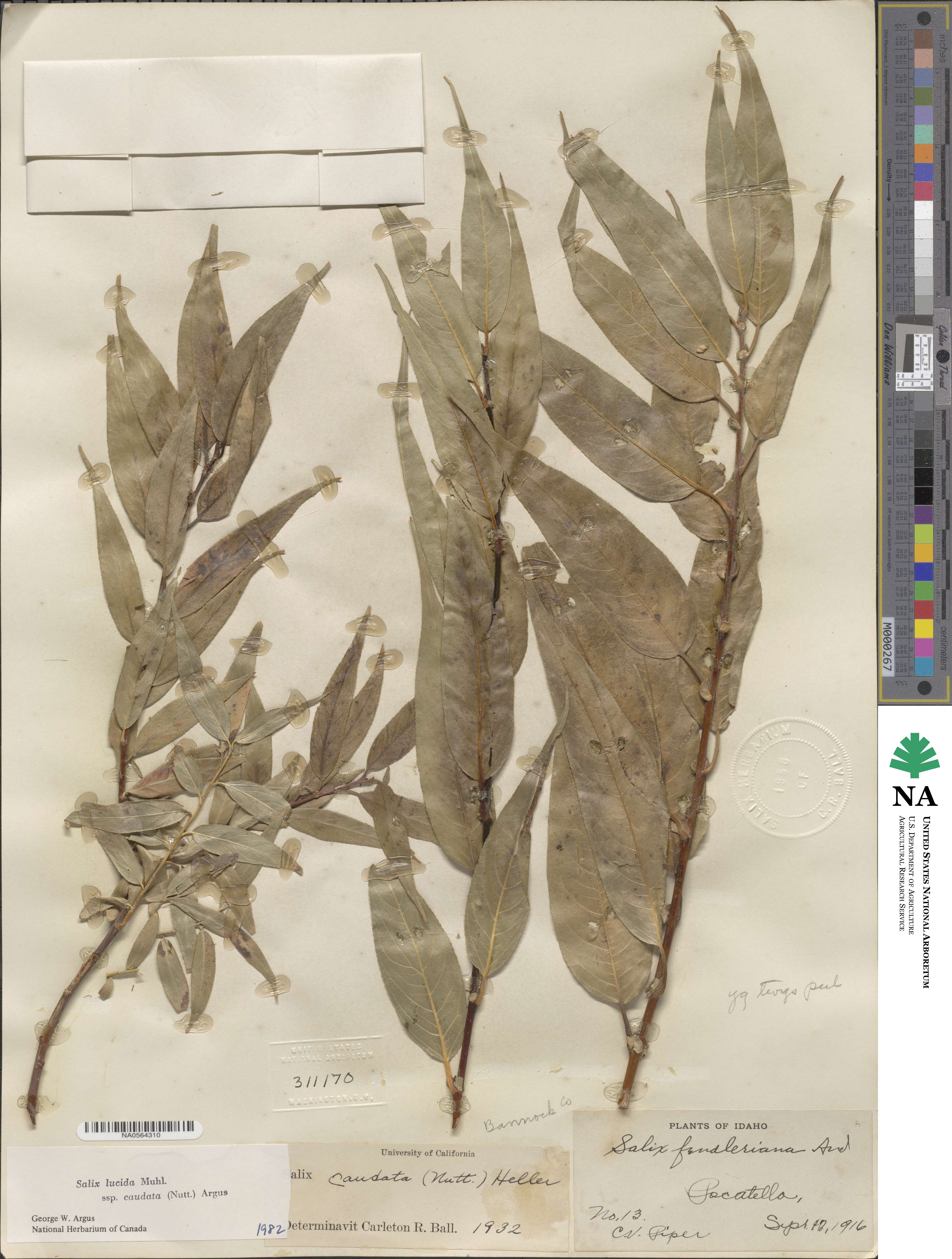 Salix lucida subsp. caudata image