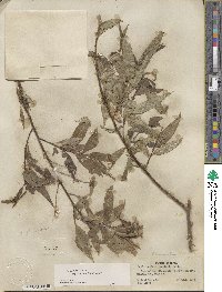 Salix lucida subsp. caudata image