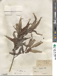 Salix lucida subsp. caudata image