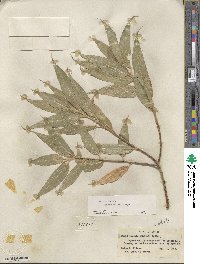 Salix lucida subsp. caudata image