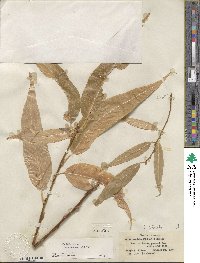 Salix lucida subsp. caudata image