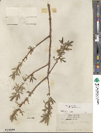 Salix lucida subsp. caudata image