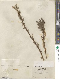 Salix lucida subsp. caudata image