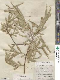 Salix lucida subsp. caudata image