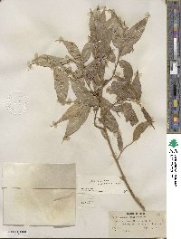 Salix lucida subsp. caudata image