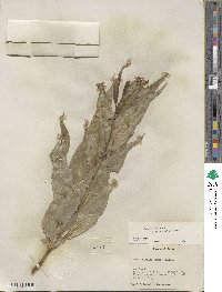 Salix lucida subsp. caudata image