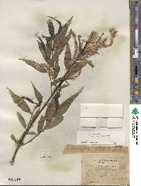 Salix lucida subsp. caudata image