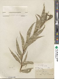 Salix lucida subsp. caudata image