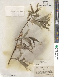 Salix lucida subsp. caudata image