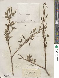 Salix lucida subsp. caudata image