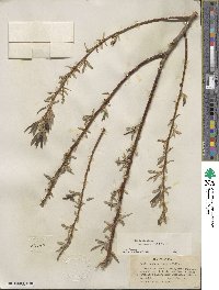 Salix lucida image