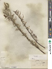 Salix lucida subsp. caudata image