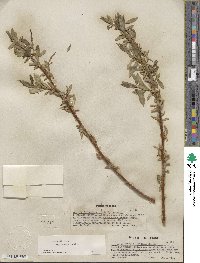 Salix lucida subsp. caudata image