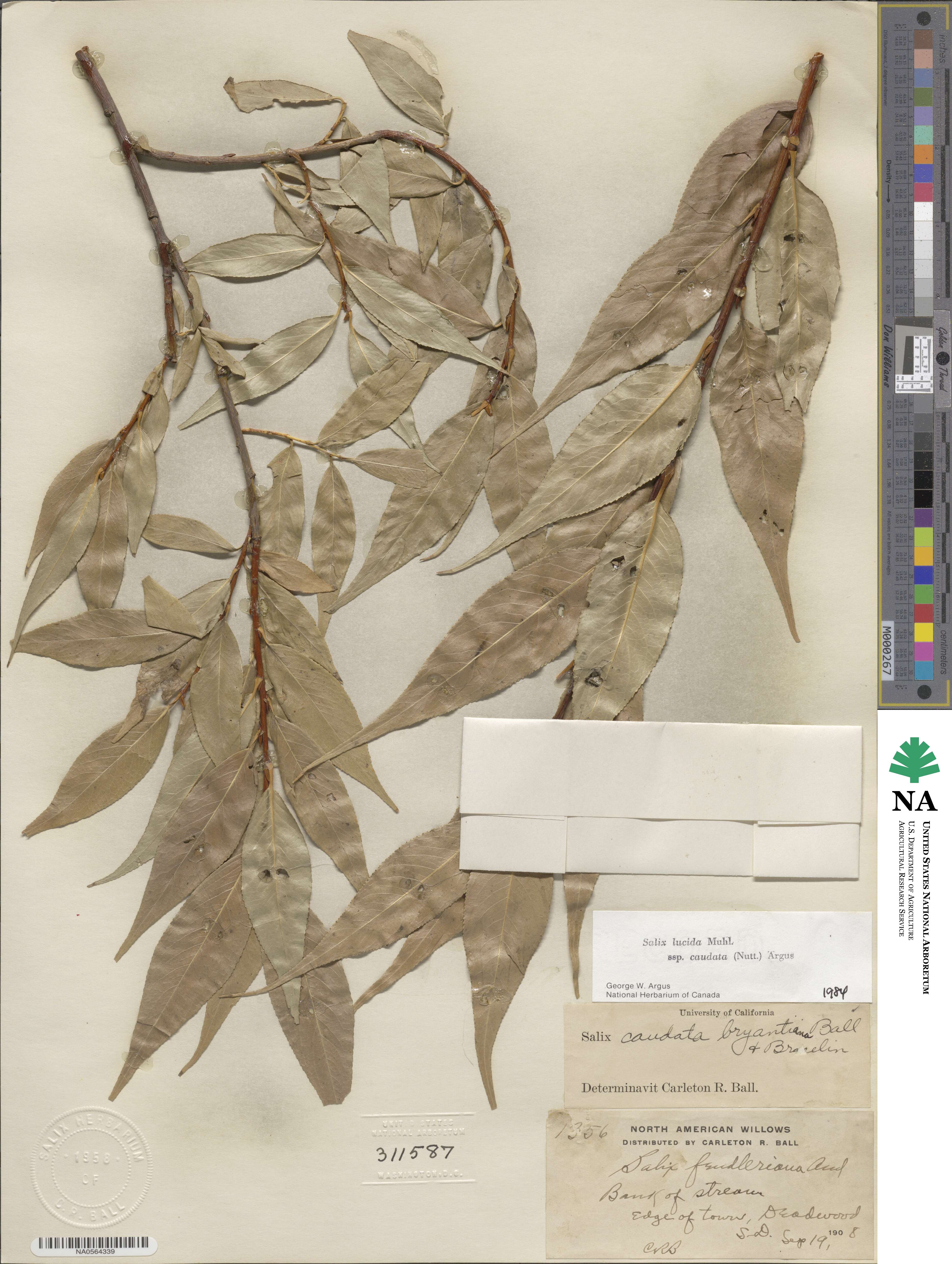 Salix lucida subsp. caudata image