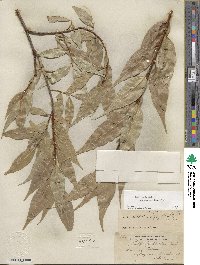 Salix lucida subsp. caudata image