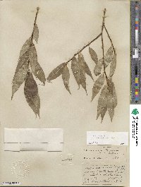 Salix lucida subsp. caudata image