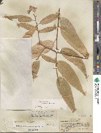 Salix lucida subsp. caudata image