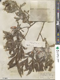 Salix lucida subsp. caudata image