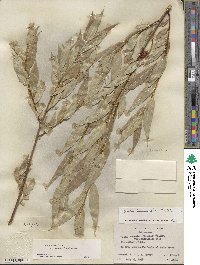 Salix lucida subsp. caudata image