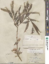 Salix lucida subsp. caudata image