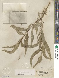 Salix lucida subsp. caudata image