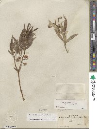 Salix lucida subsp. caudata image