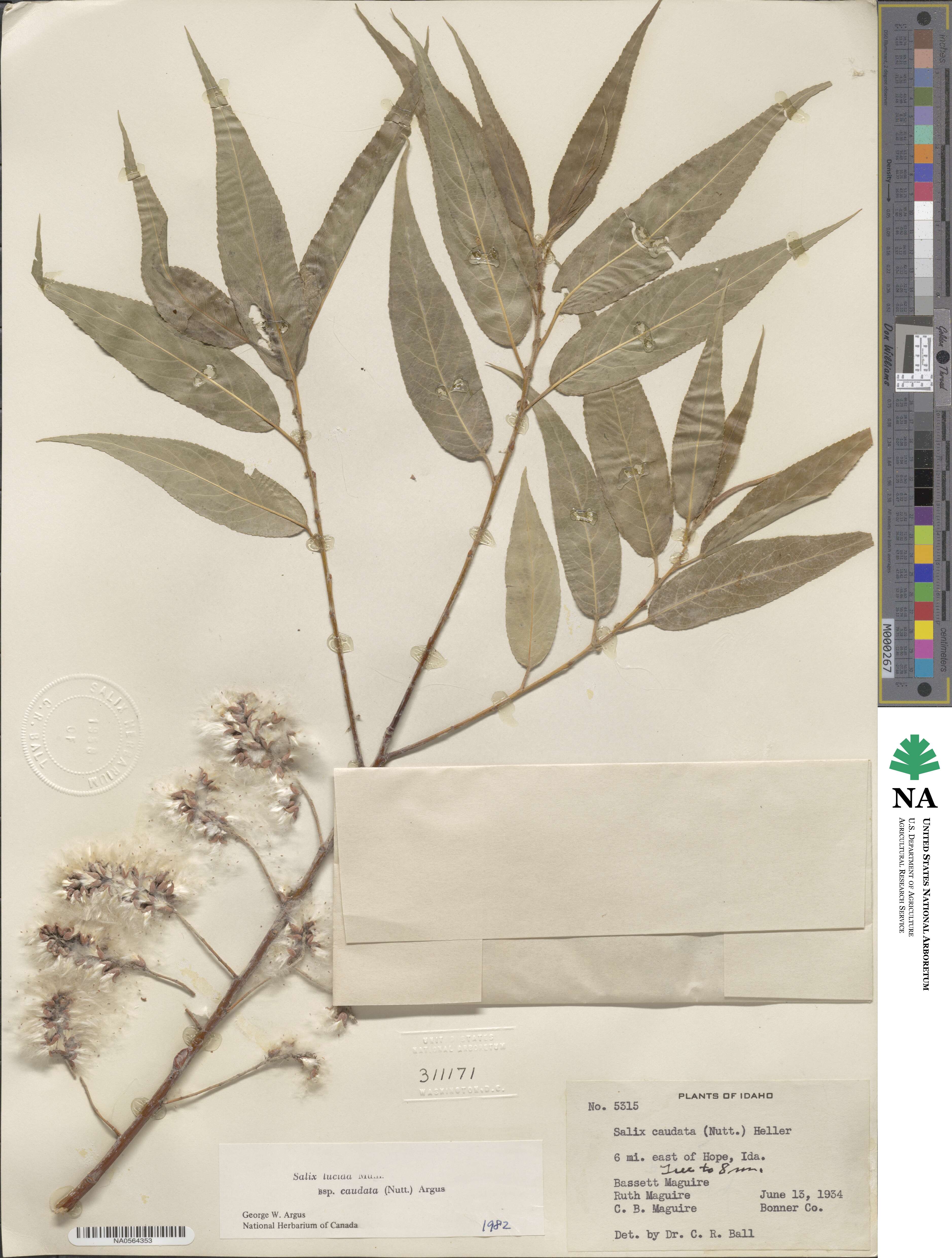 Salix lucida subsp. caudata image