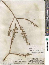 Salix lucida subsp. caudata image