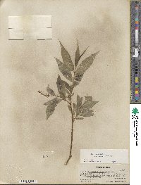 Salix lucida subsp. caudata image